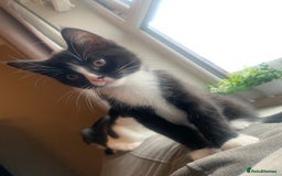 Domestic Shorthair cats for sale: Tuxedo Kitten for sale - Image 1