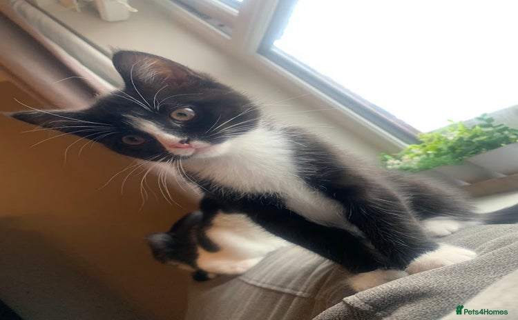Domestic Shorthair cats - Advert 1