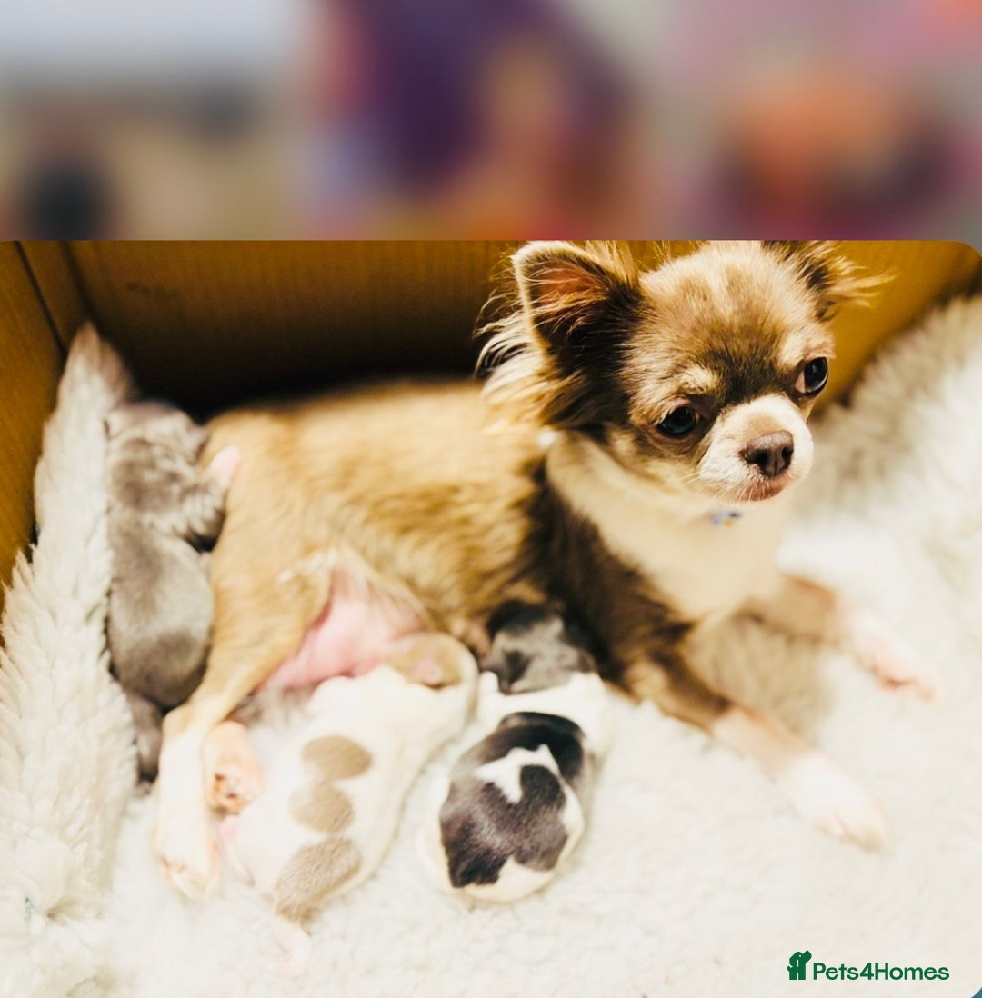 Chihuahua dogs for sale: Apple head blue white party boy puppy  - Advert 15