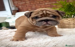 English Bulldog dogs for sale: Stunning litter of coloured Bulldogs home reared - Advert 33