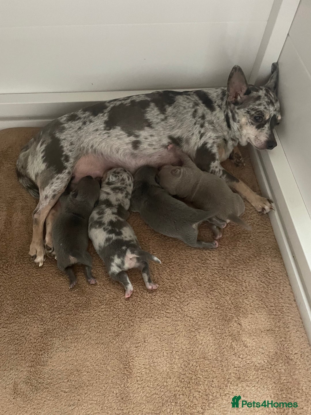 Chihuahua dogs for sale: Beautiful Merle Chihuahua Puppies  - Advert 2