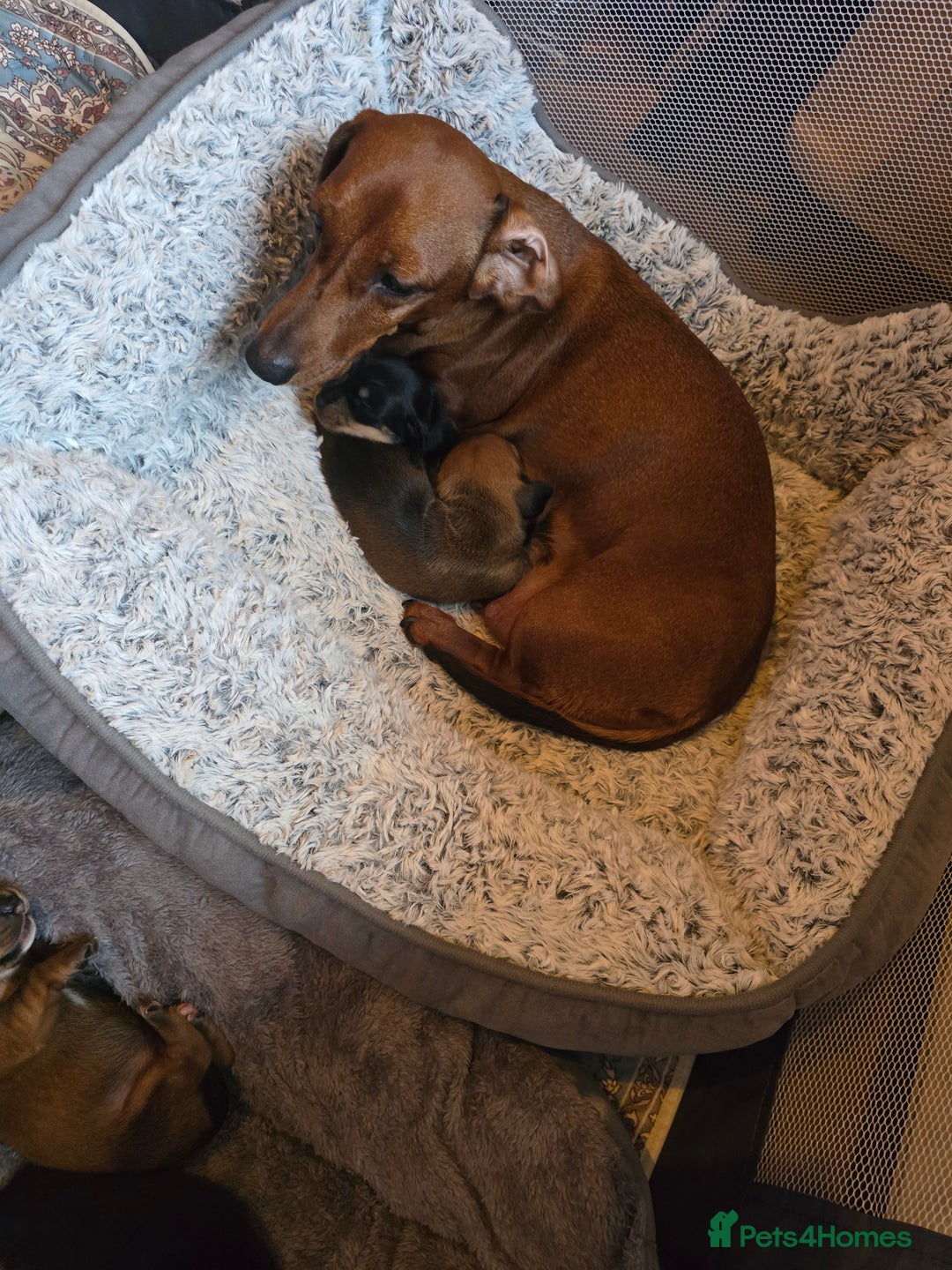 Miniature Dachshund dogs for sale: Miniature Dachshunds Seeking Forever Homes - Image 3