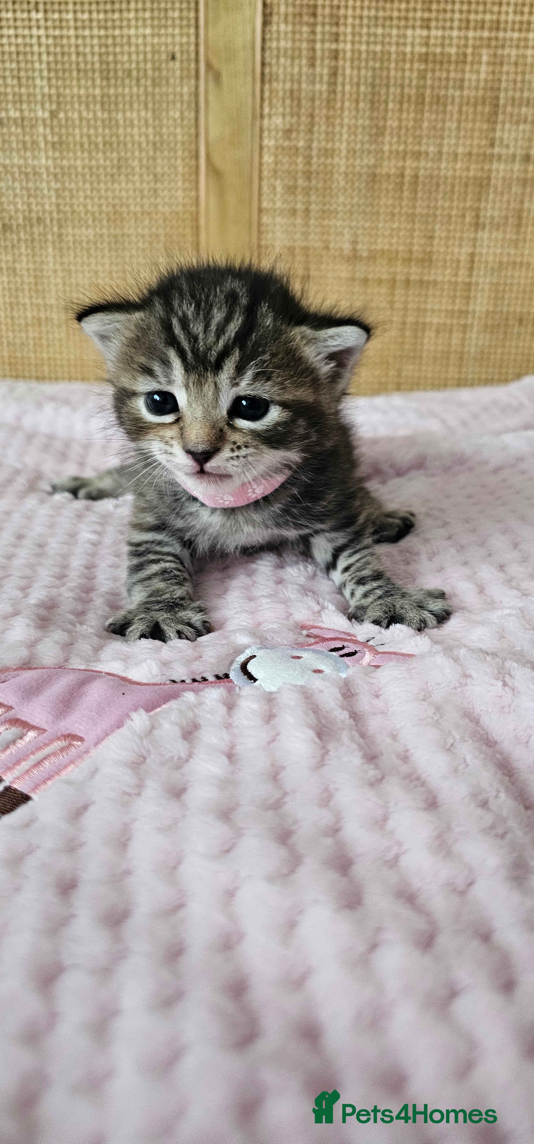 Mixed Breed cats for sale: Beautiful Bengal Mix Kittens - Advert 22