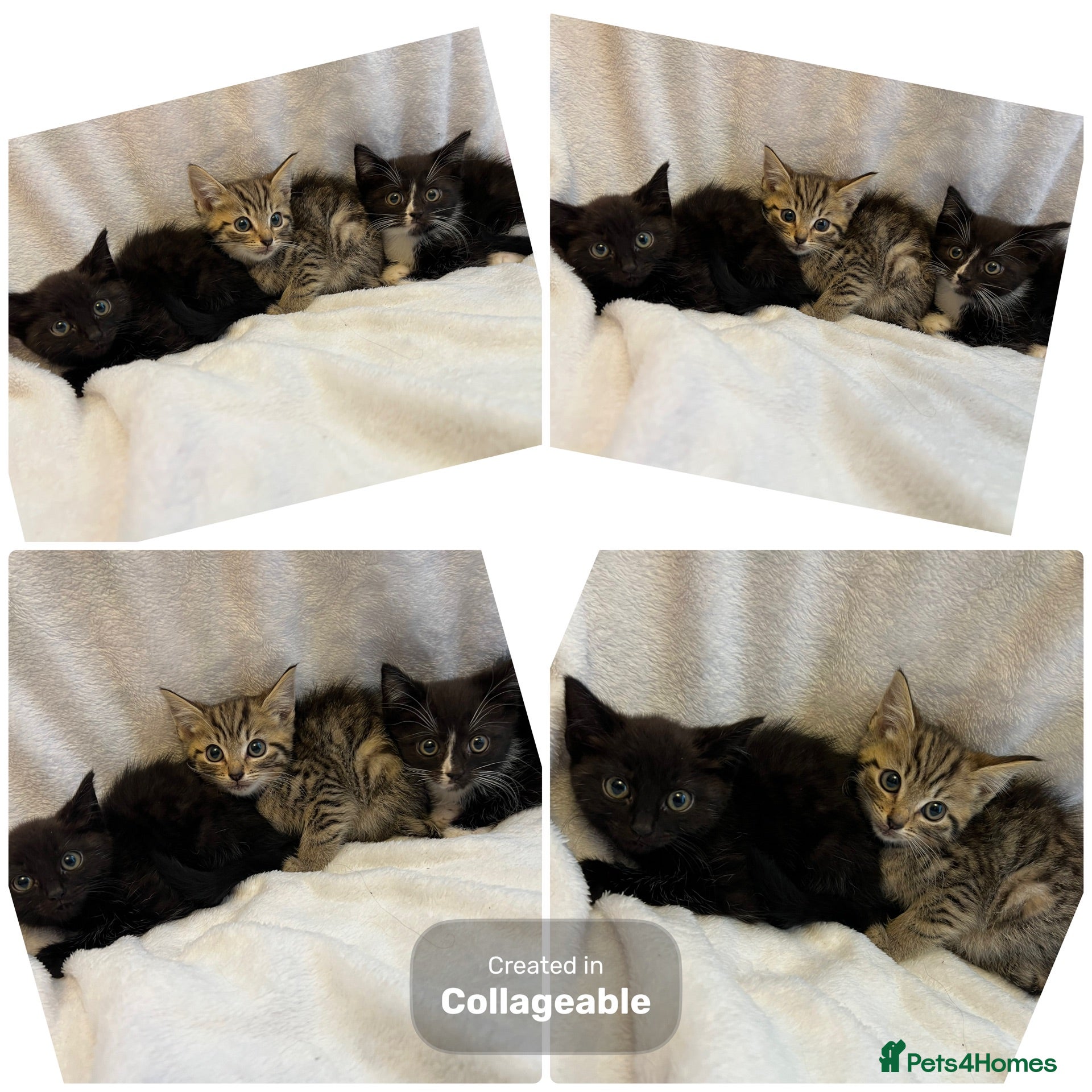 Mixed Breed cats Kittens Ready For Loving Homes - Advert 6