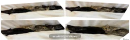 Mixed Breed cats for sale: Kittens Ready For Loving Homes - Advert 1