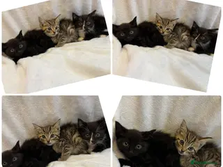 Mixed Breed cats Kittens Ready For Loving Homes - Advert 2