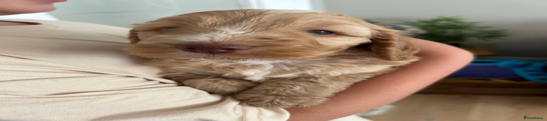 Cockapoo Puppy 3
