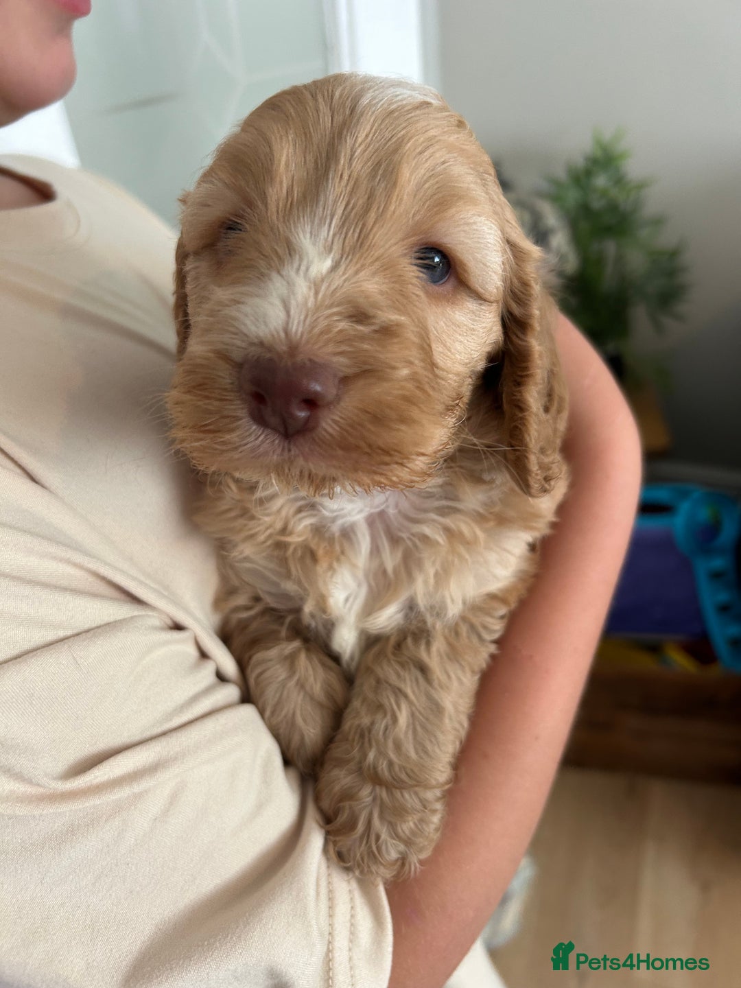 Cockapoo dogs for sale: Stunning f1 show cockapoos  - Image 7
