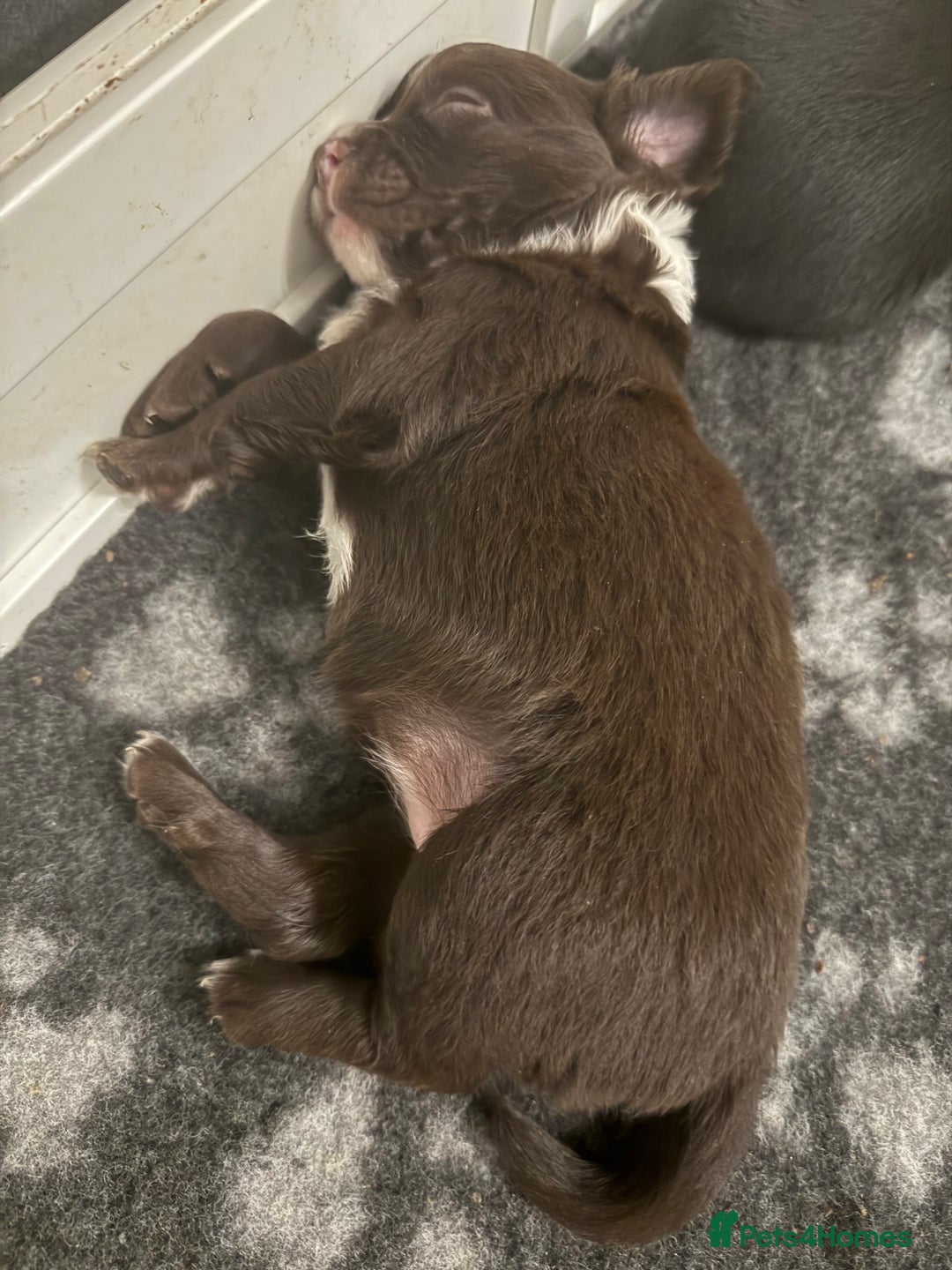 Mixed Breed dogs for sale: Frocks  - Image 34