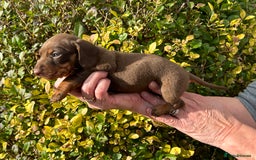 Miniature Dachshund dogs for sale: Kc reg mini dachshunds - Image 22