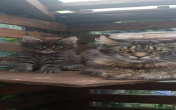 Mixed Breed cats for sale: Maicoon mix  - Image 10