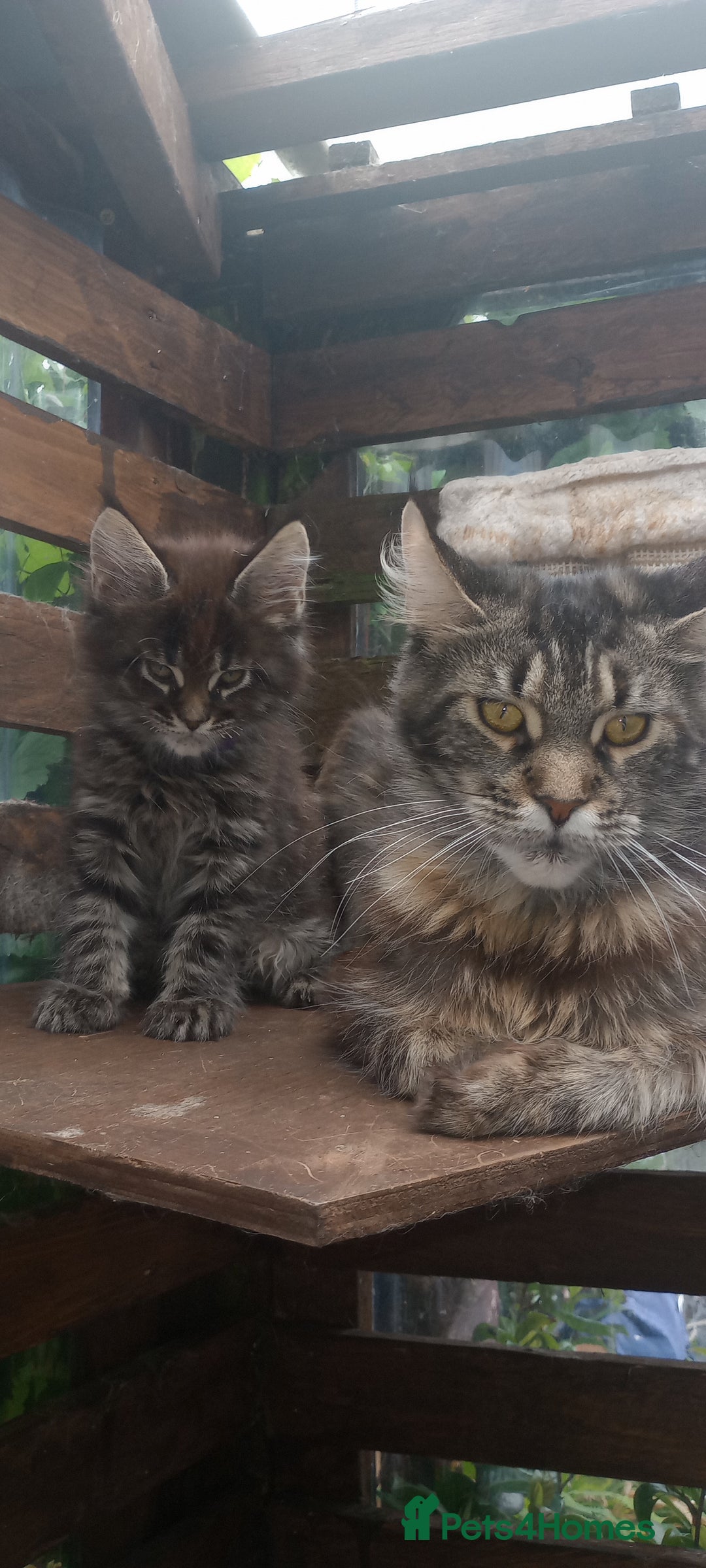 Mixed Breed cats for sale: Maicoon mix  - Image 10