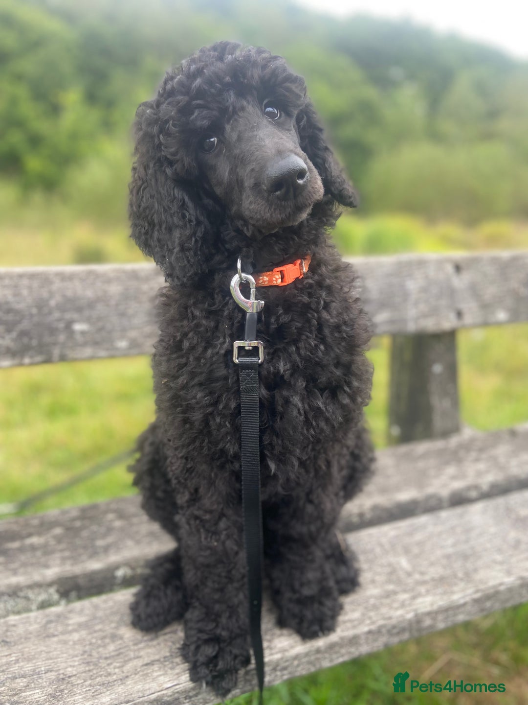 Standard Poodle dogs for sale: Female standard poodle puppies - Image 1
