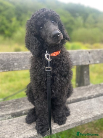 Standard Poodle dogs - Advert 1