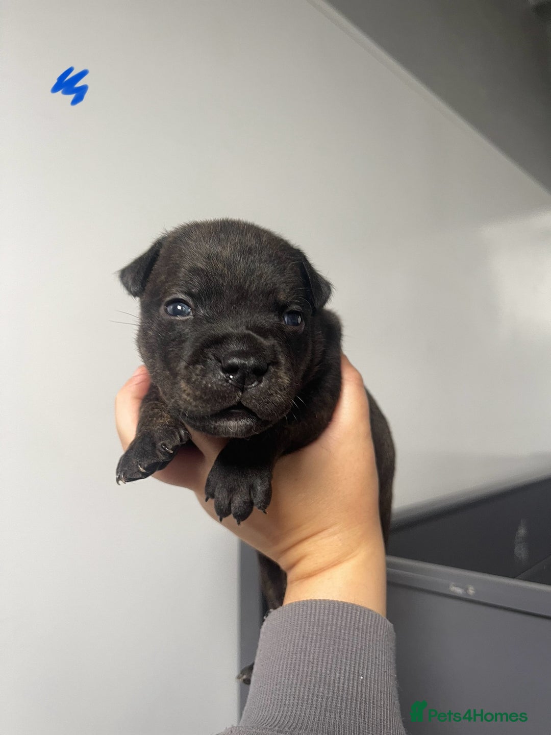 Staffordshire Bull Terrier dogs for sale: Staffordshire bull terrier puppies - Image 10