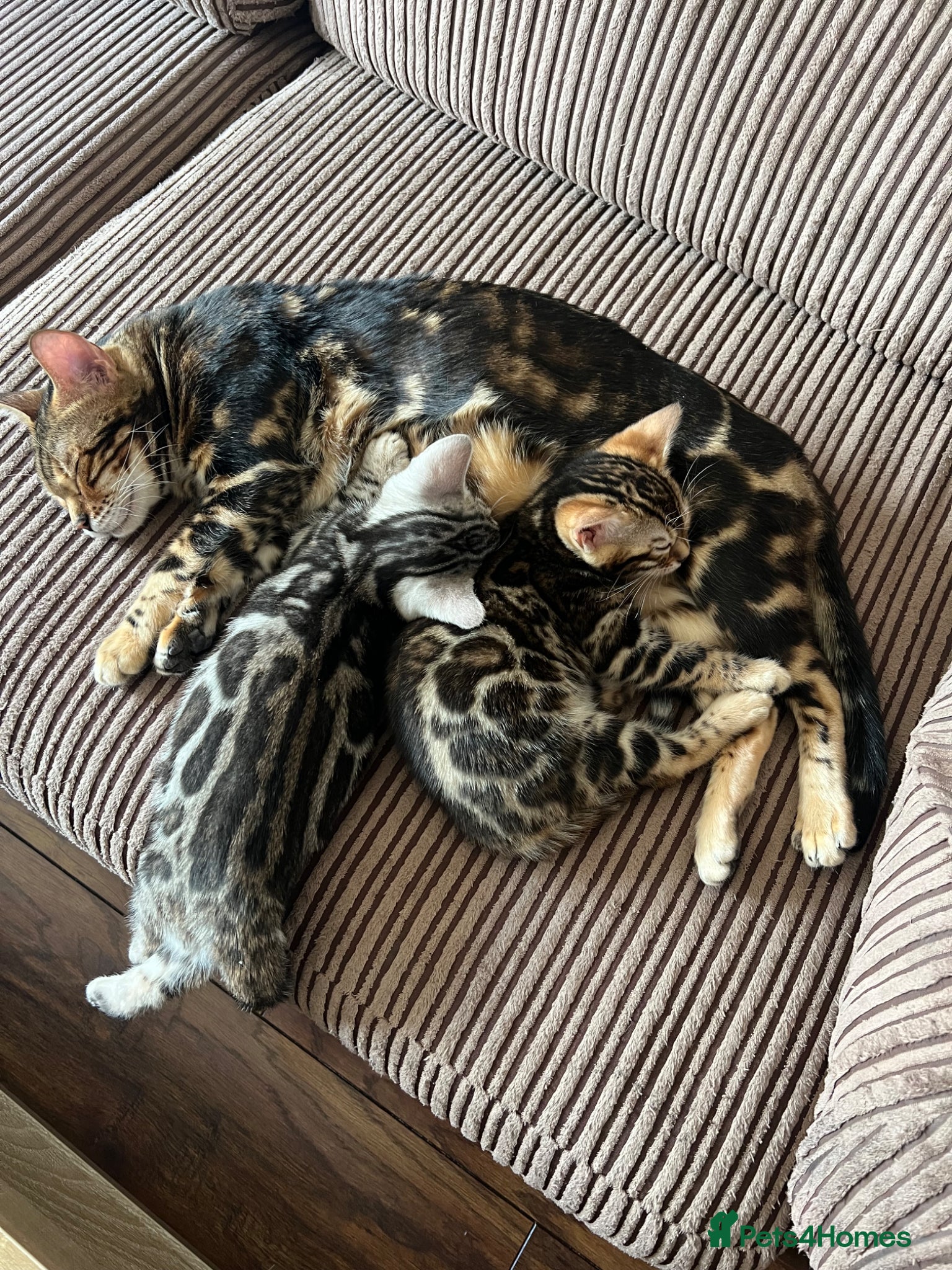 Bengal cats Bengal kittens  - Advert 1