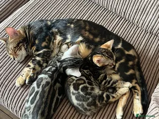 Bengal cats Bengal kittens - Advert 1