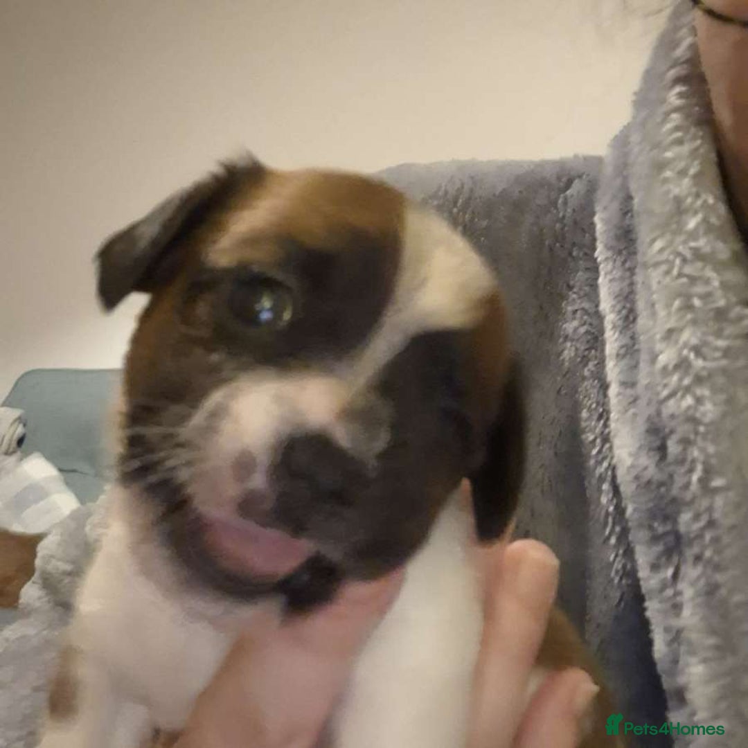 Mixed Breed dogs for sale: Adorable Frenchie Chiweenie Puppies - Advert 7