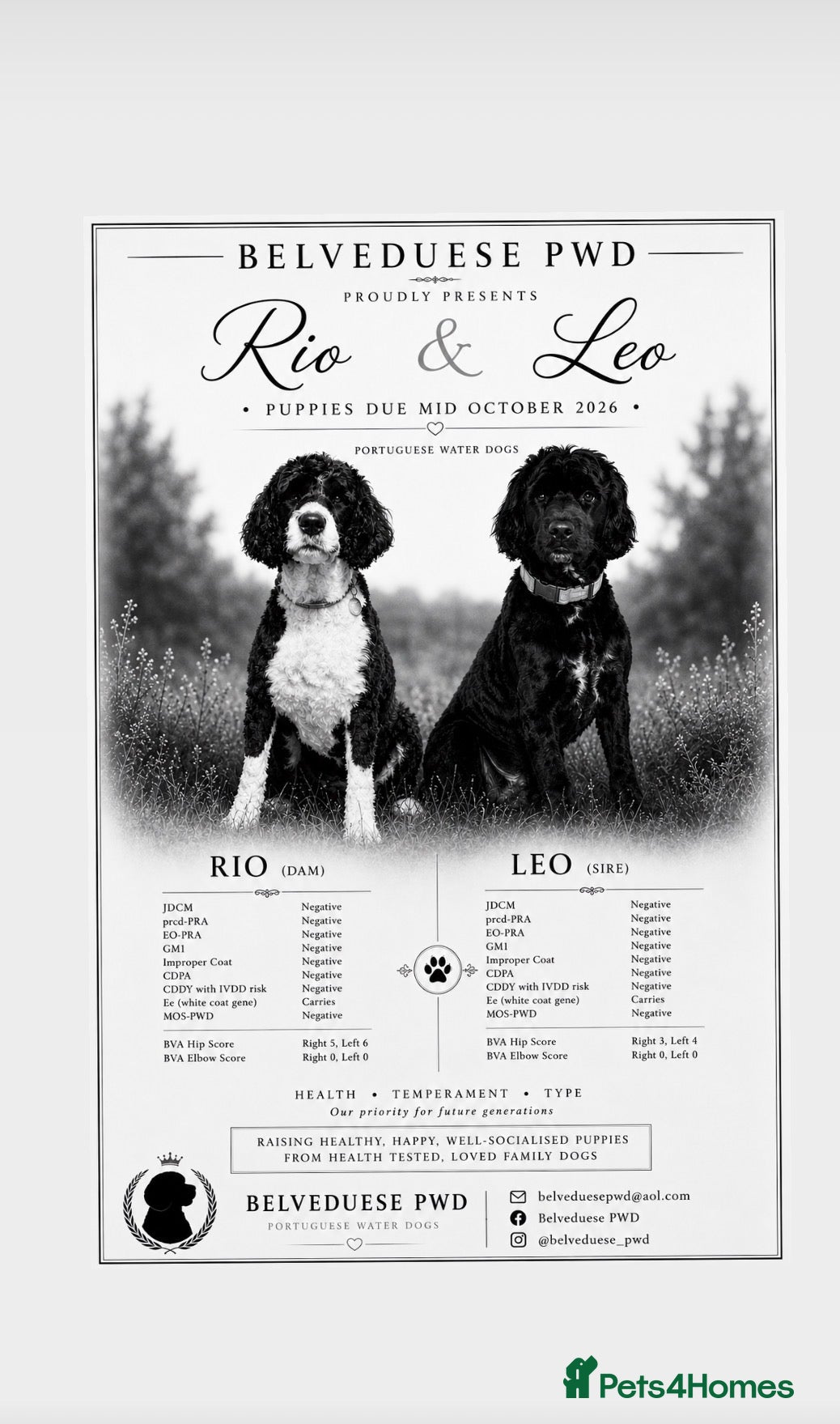 Portuguese Water Dog dogs PWD pups due mid October - Advert 1