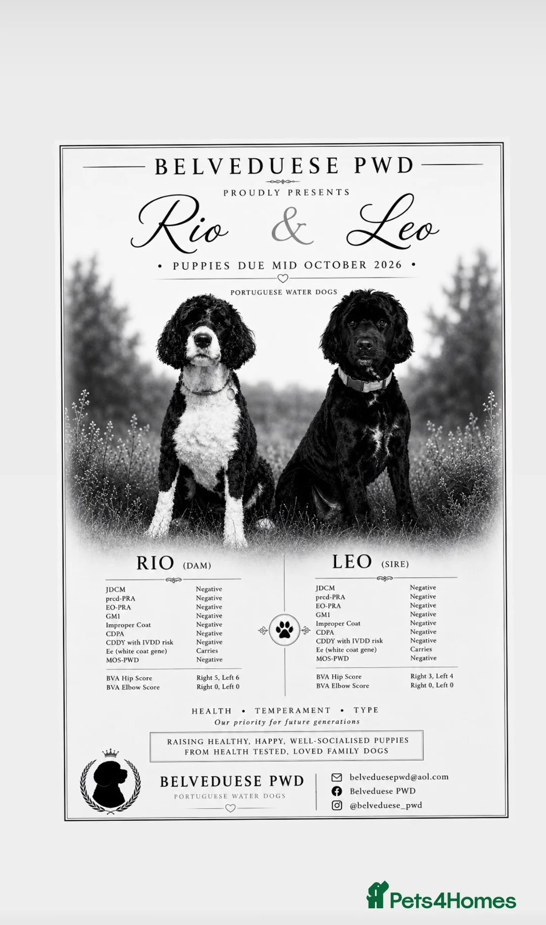 Portuguese Water Dog dogs for sale: PWD pups due mid October - Advert 1