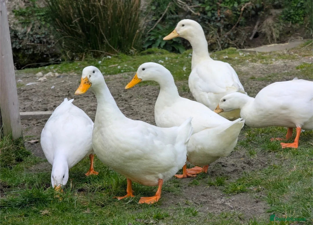 Ducks poultry for sale: Cherry Valley Duck Hatching Eggs X 6  - Advert 1