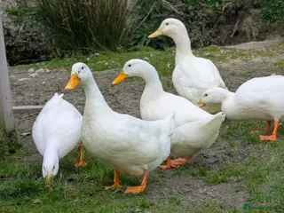 Ducks poultry for sale: Cherry Valley Duck Hatching Eggs X 6 - Advert 1