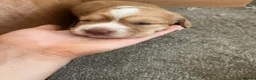 Cocker Spaniel dogs for sale: 6 Beautiful Cocker Spaniel Pups in Scarborough - Advert 4
