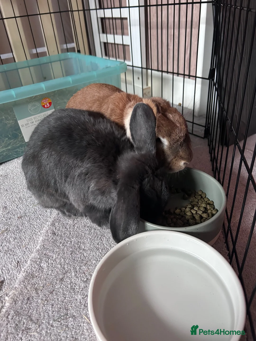 English Lop rabbits for sale: House bunnies! 2 brothers 🩵🩵🐰🐰 - Advert 2