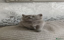 British Shorthair cats for sale: Gorgeous blue britishshorthair/persian - Image 1