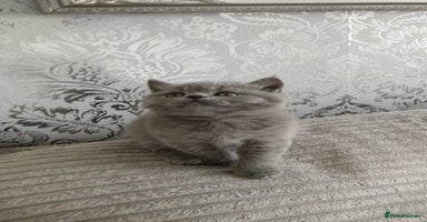 British Shorthair cats - Advert 12