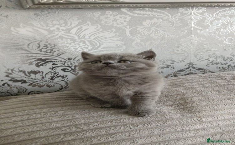 British Shorthair cats - Advert 3