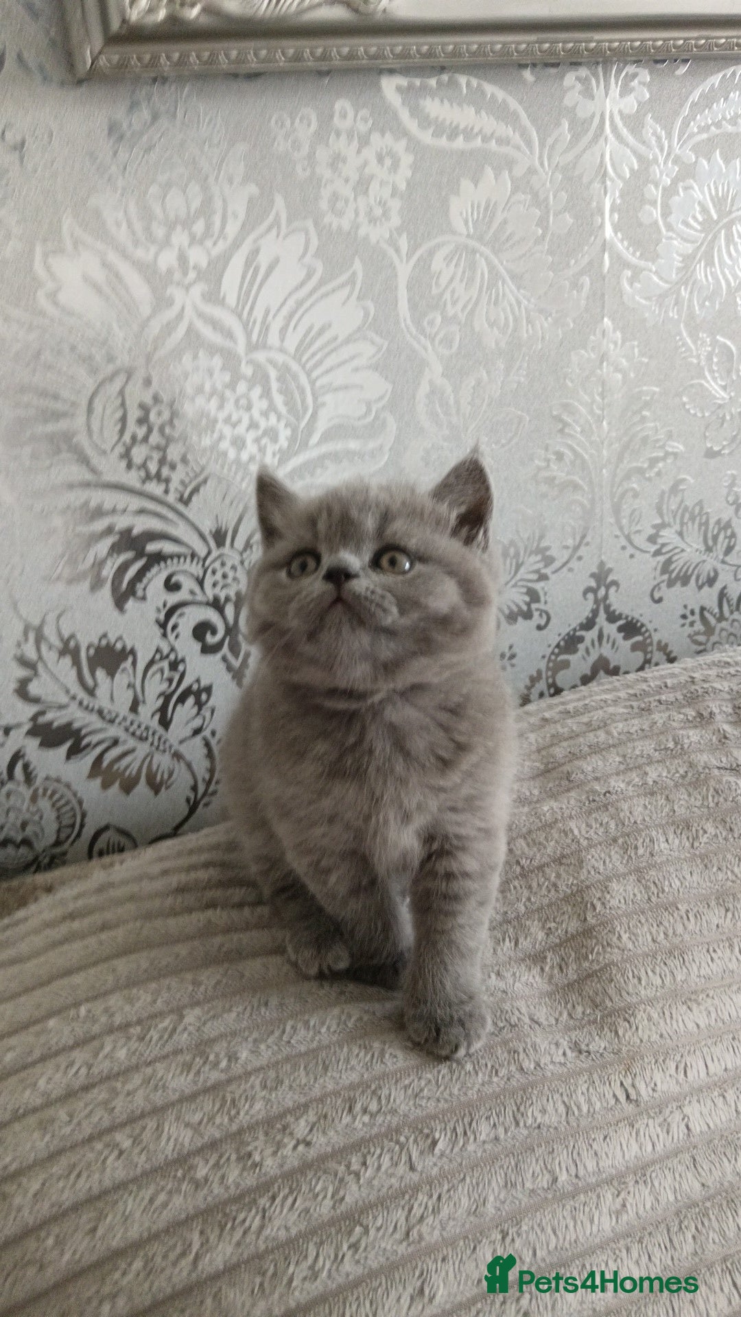 British Shorthair cats for sale: Gorgeous blue britishshorthair/persian - Image 1