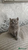 British Shorthair cats - Advert 12