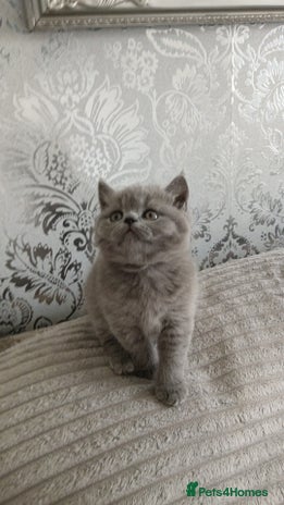 British Shorthair cats - Advert 3