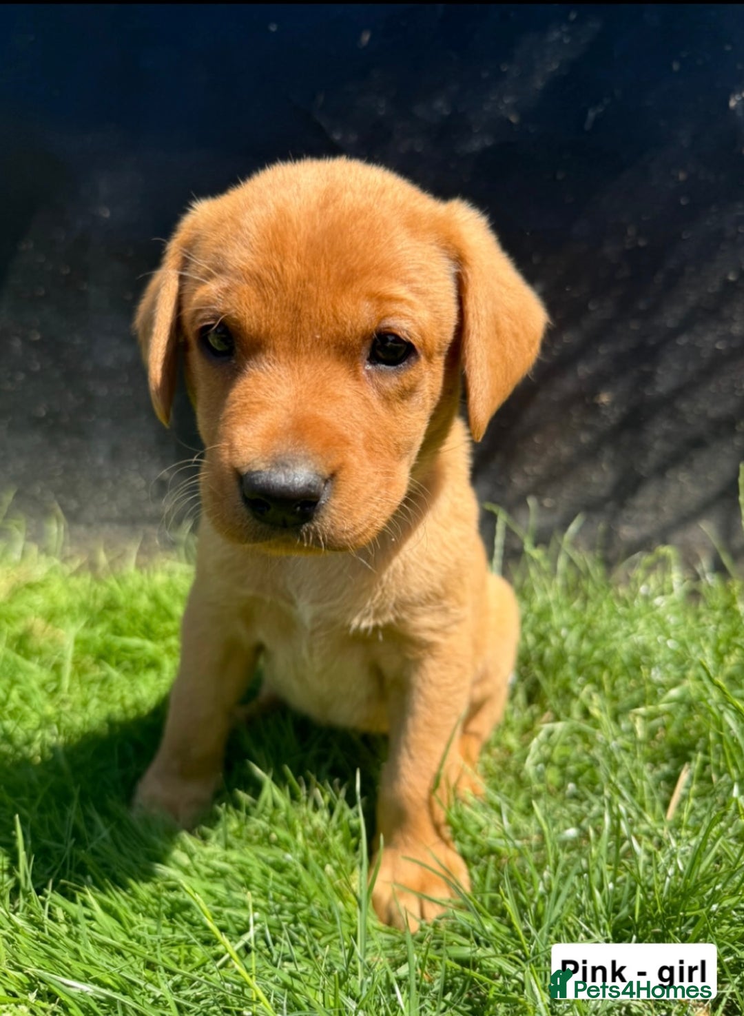 Labrador Retriever dogs for sale: Ready to leave - KC Fox Red Labrador puppies - Image 10