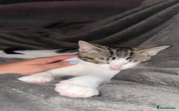 Mixed Breed cats for sale: Kitten  - Image 2