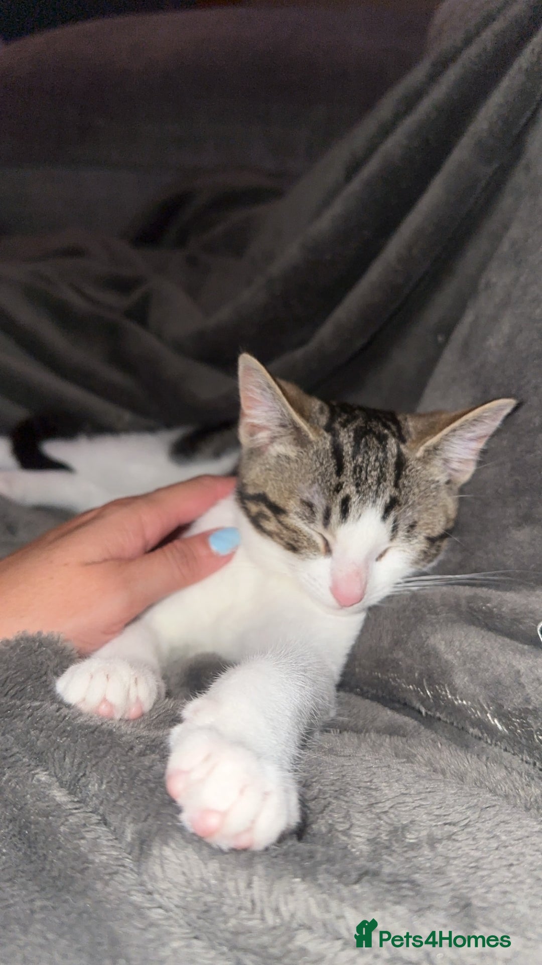 Mixed Breed cats for sale: Kitten  - Image 2