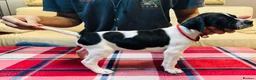 Pointer dogs for sale: Pedigree Pointer Pups - Advert 6