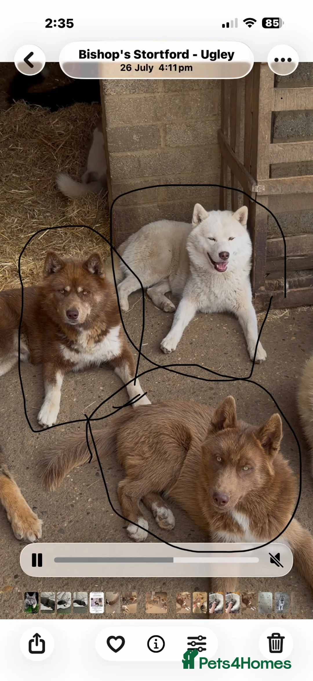 Siberian Husky dogs for stud: Siberian husky males for Stud - Advert 1