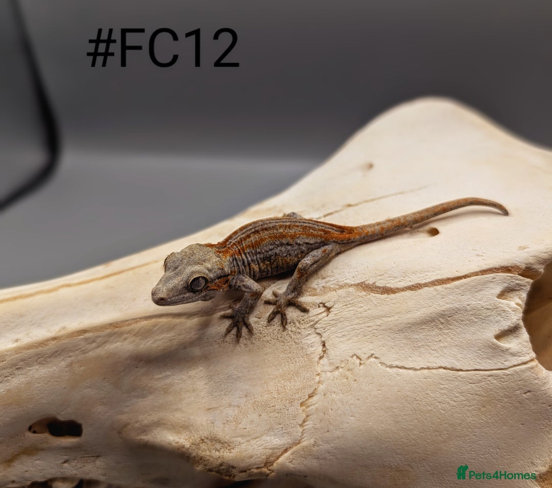 Gecko reptiles for sale: Orange & Red Stripe Gargoyle Gecko CB25 - Image 5