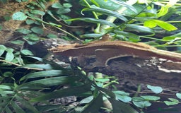 Gecko reptiles for sale: Various crested geckos and gargoyles - Image 2