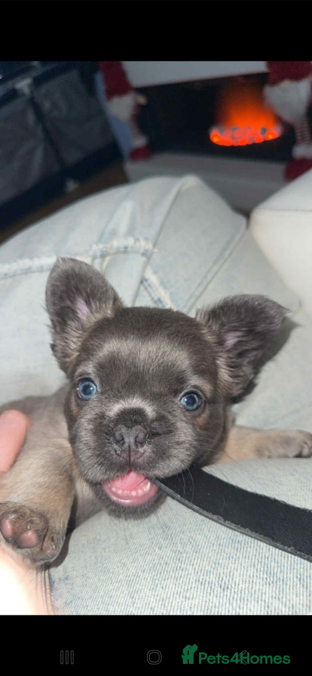 French Bulldog dogs for sale: Fluffy Frenchie - Advert 1