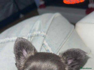 French Bulldog dogs Fluffy Frenchie - Advert 2