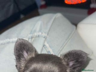 French Bulldog dogs Fluffy Frenchie - Advert 16