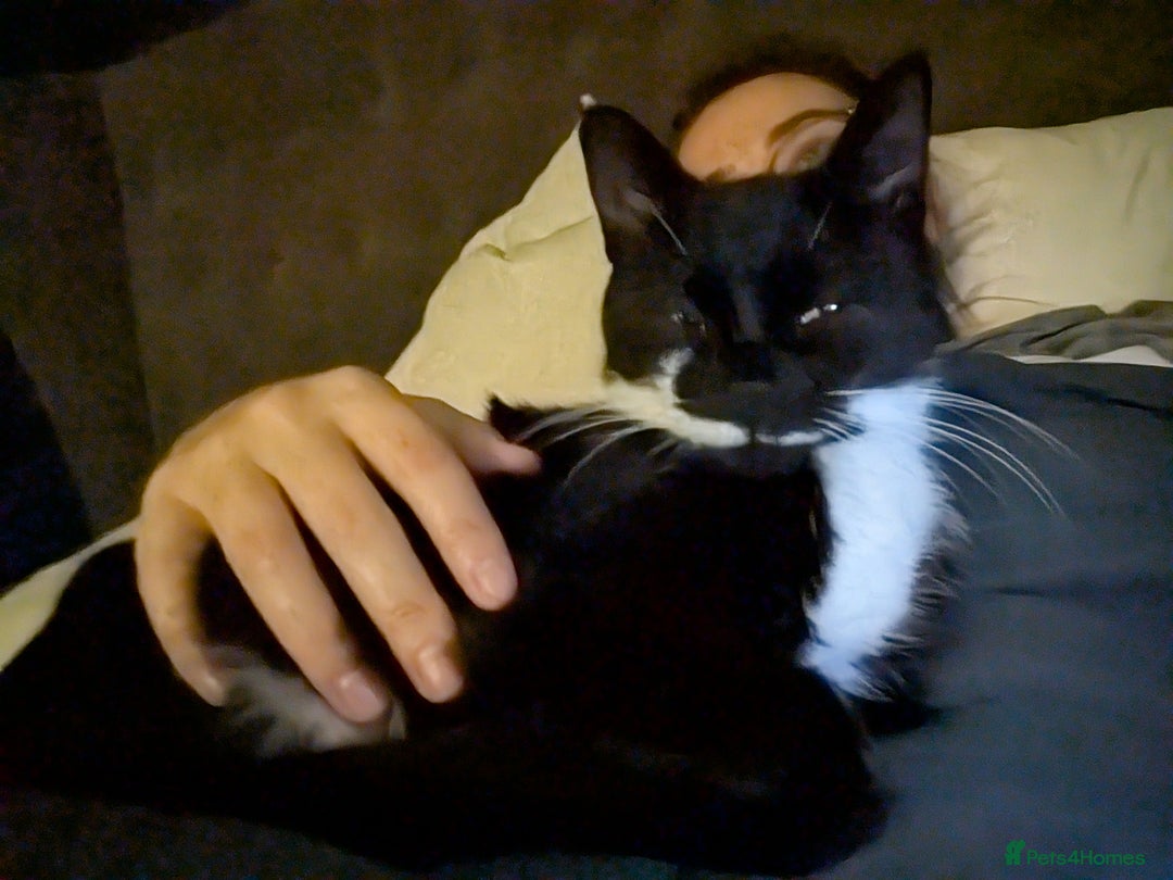 Mixed Breed cats for sale: Free to a loving home  - Advert 3