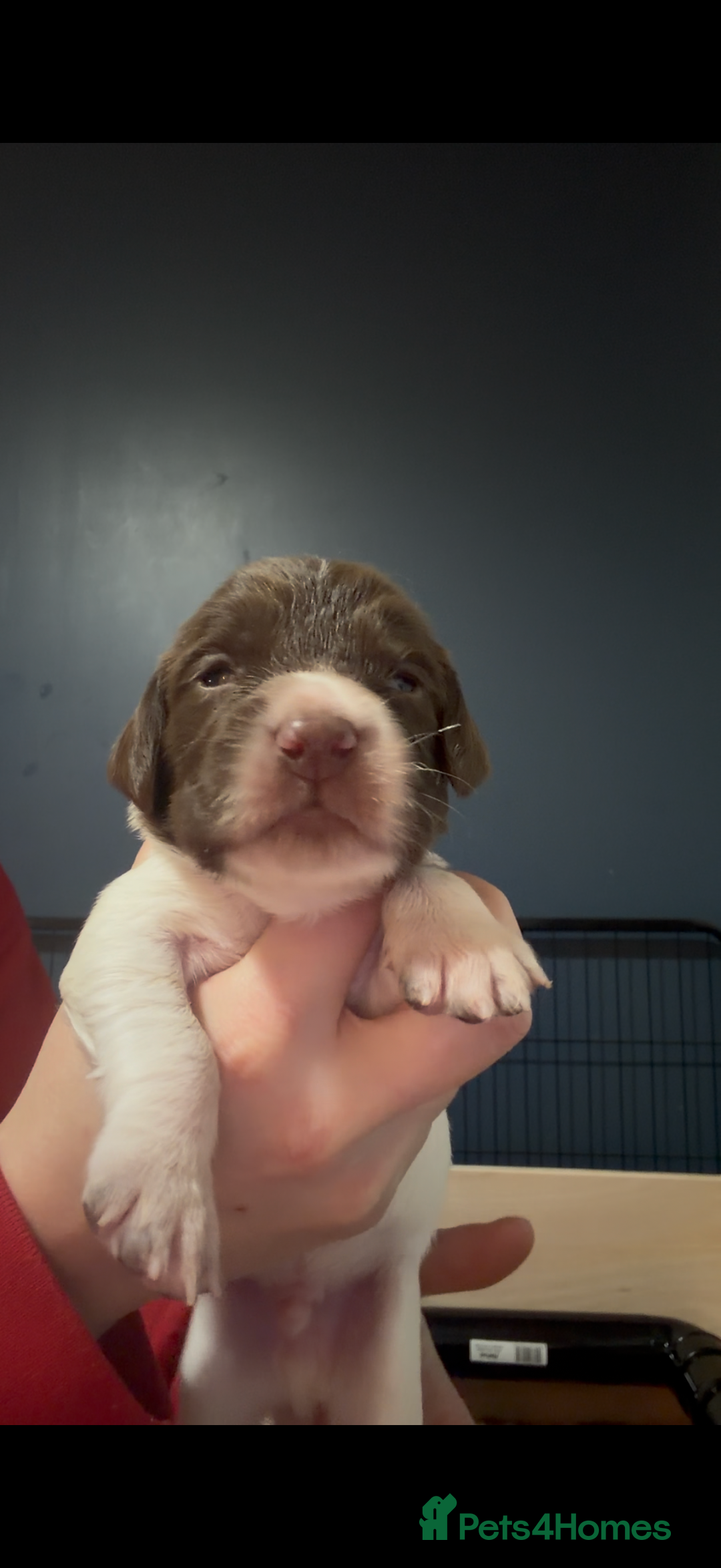 English Springer Spaniel dogs for sale: KC Registered English Springer Spaniel puppies - Advert 9