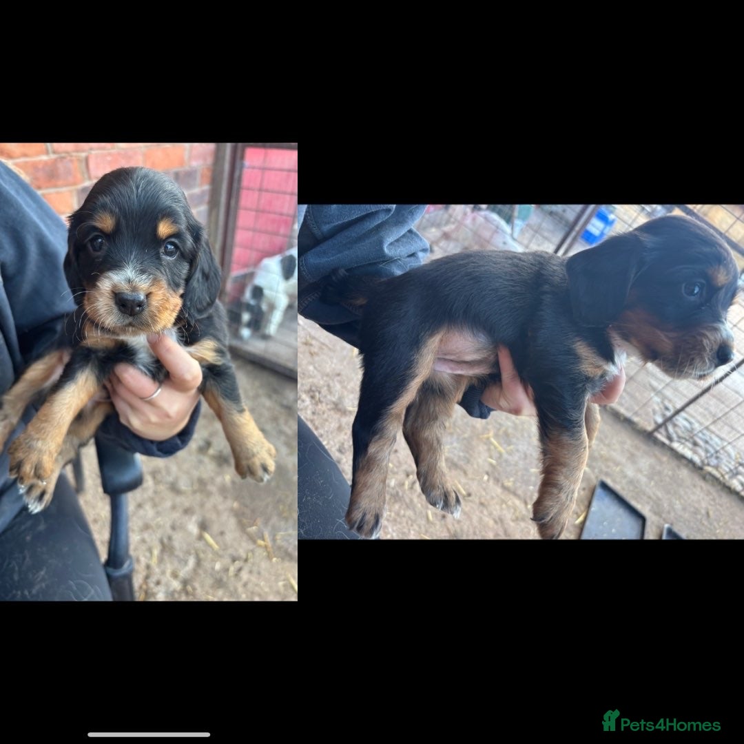 Sprocker dogs for sale: Sprocker pups by working parents - Image 5