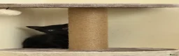 Domestic Shorthair cats for sale: Beautiful very playful Black Kitten  - Advert 2