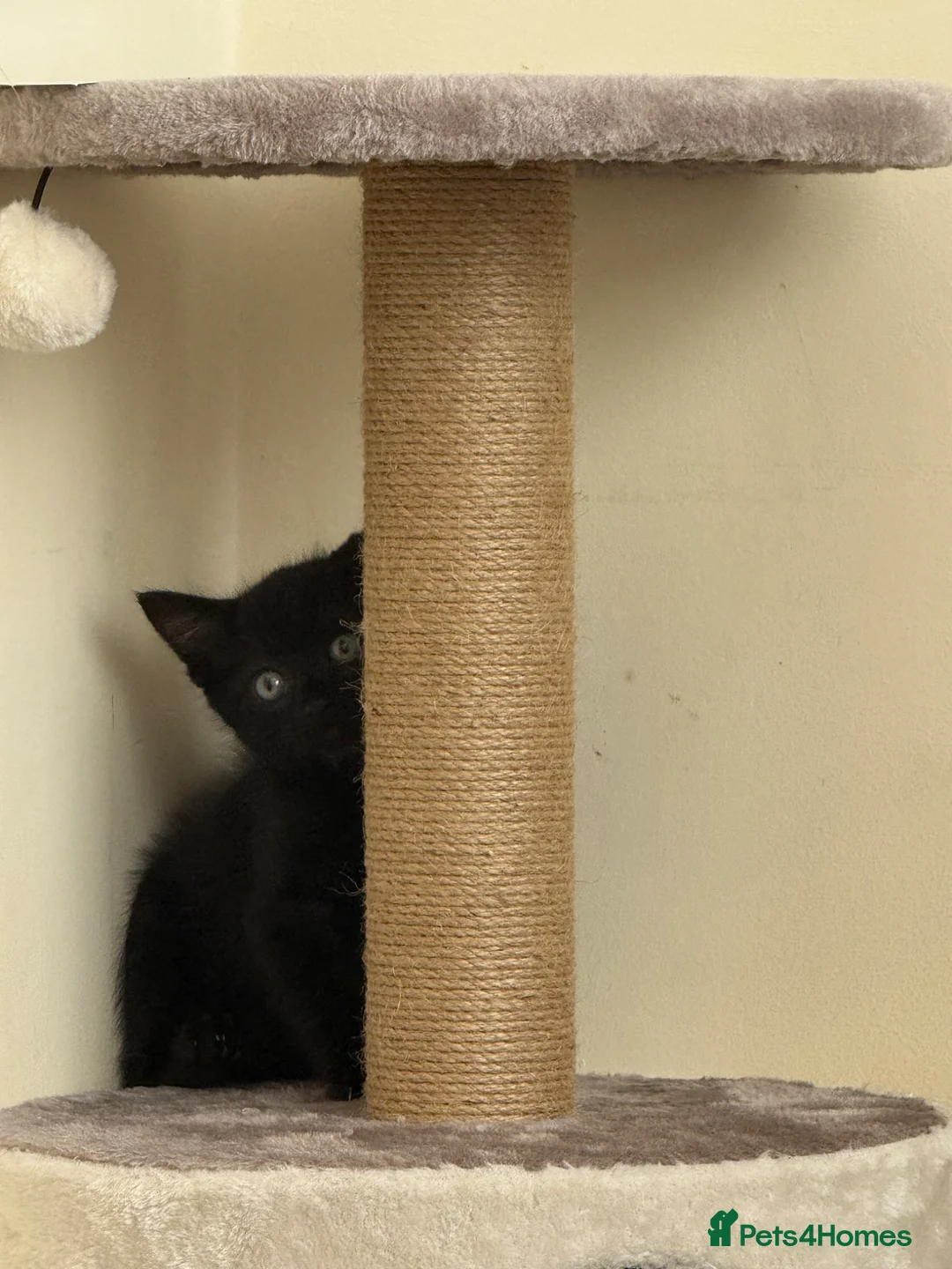 Domestic Shorthair cats for sale: Beautiful very playful Black Kitten  - Advert 2