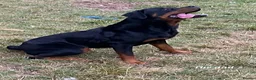 Rottweiler dogs for sale: Four Beautiful Chunky Rottweiler Puppies! - Advert 8